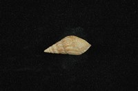 流紋蜷藏品圖，第1張